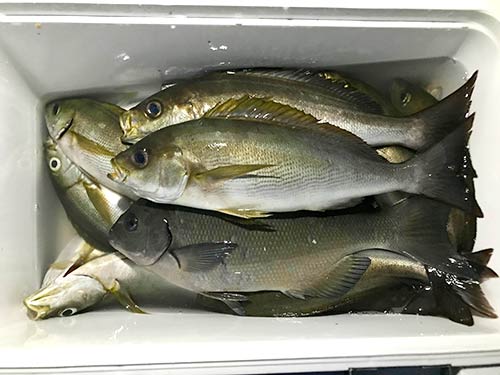 この日の私の釣果。念願のジャンボイサキは釣れず残念