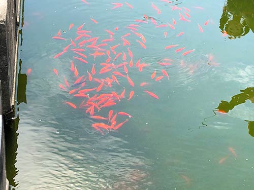 金魚の釣り堀