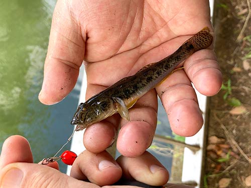 ホタテ餌で釣れた10cm級のハゼ