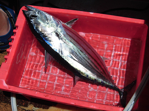 血抜きは後、釣れたら即再投入を!