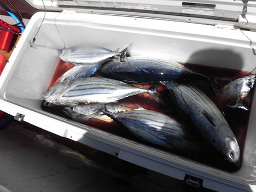 足るを知るには充分の釣果