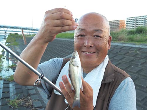 このサイズのセイゴが入れ喰い