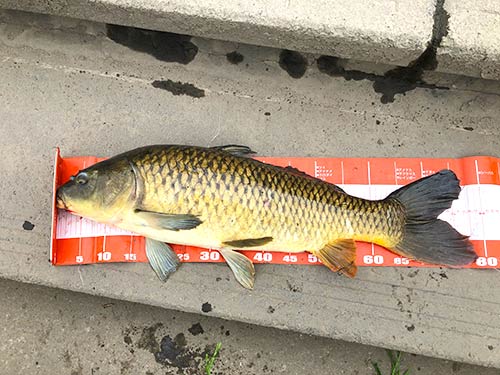一応、計測。59cm!バスなら大物だが、コイとしては小さい、小さい!