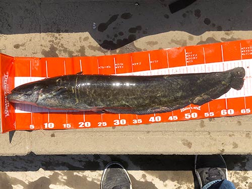 65cm!ここのアベレージサイズよりやや大きい。デカイと70cmを超える
