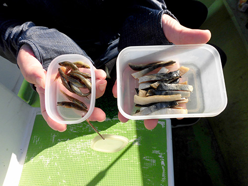 付け餌はサバと川魚のゴリ(左)