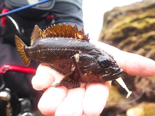 千葉県 房総発 ムラソイ カサゴ穴釣りワンダーランド 釣りビジョン マガジン 釣りビジョン