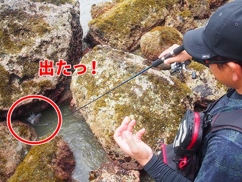 すると、岩陰からカサゴがサッと現れてバイト! 浅い場所ゆえ、出てきてくわえる瞬間が見えることも多い。これも穴釣りの醍醐味
