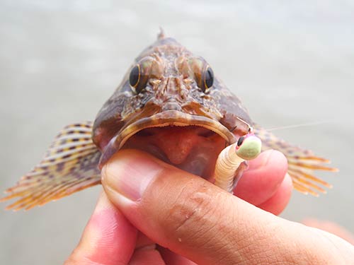 カサゴもムラソイもヒットすると胸ビレを大きく開いて、岩に張り付くように耐える。だから引きが強い。キャッチ後に口からカニなどを吐き出すことも多い