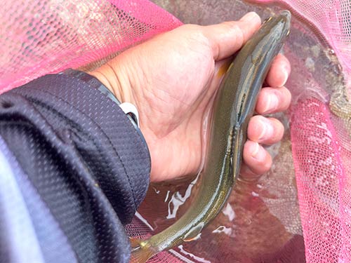 海産の天然アユは背中が尖りシュッとしたスタイルの良いアユだ!