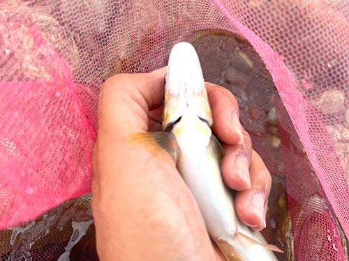 天然の見分け方は顎の下の斑点が左右揃っていること