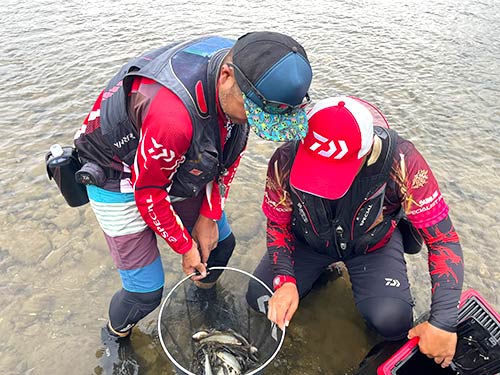 大満足で戻ってきた友人達の手には良型アユが一杯!