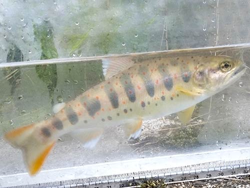 同じポイントで釣った小型:1