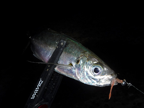 千葉県 房総発 チョーシが明かす感度がキモのアジング最前線 釣りビジョン マガジン 釣りビジョン