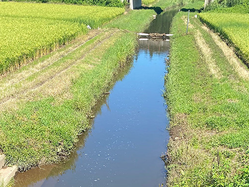 流れの弱い水路を中心にポイントを巡った
