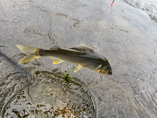 相方にもバキュン!と背掛かり