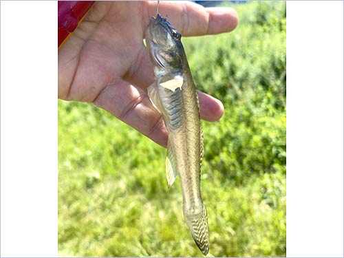 小気味よい引きで釣れて来た良型のハゼ