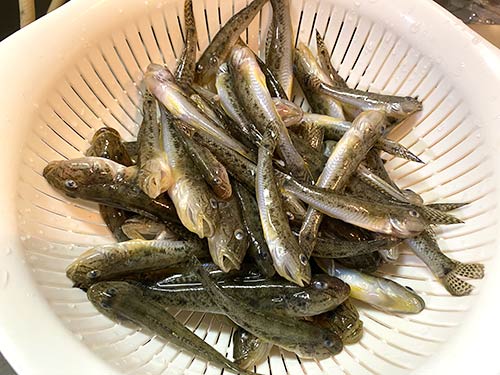 これで釣果の一部