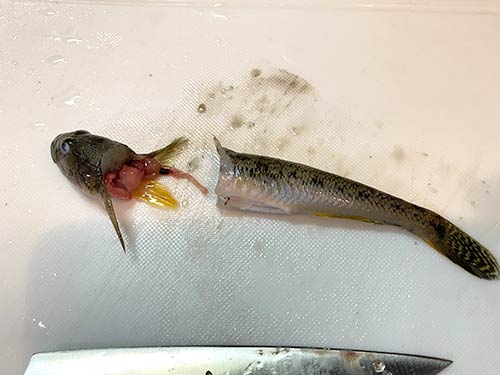 頭部を切り内臓もとりだす