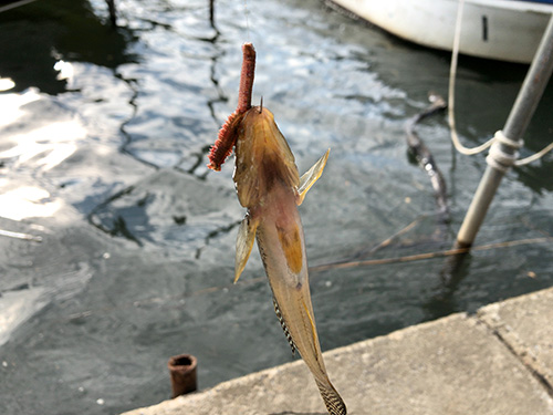 釣り上げたハゼ
