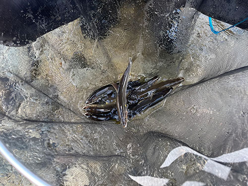 釣果は少なかったが大満足の馬瀬川