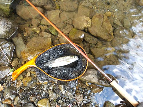 2ヵ月ぶり魚釣りの最初の1匹