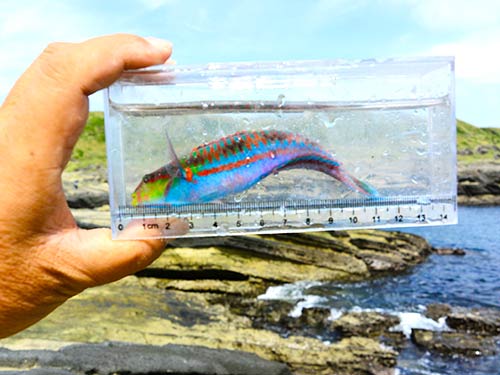 ニシキベラ
