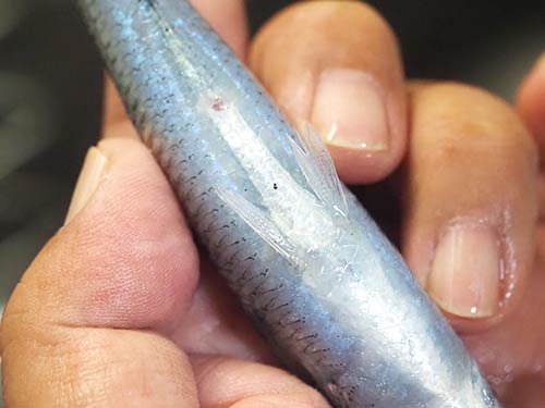 腹鰭と肛門が離れていればギンイソイワシ