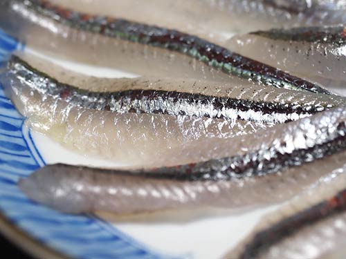 ギンイソイワシの刺し身