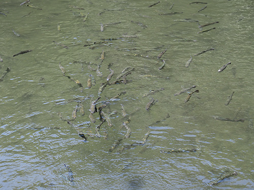 水流のある場所に集まる「ならご池」のトラウトたち。当然だが、見える魚がすべて釣れるわけではない。今回は水面(トップ)とそのすぐ下の水面直下で釣れる魚を釣るスタイルを紹介する