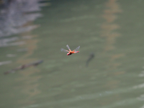 秋は水面上を飛ぶ虫も、落下してくる虫も多い。それゆえ魚たちの意識は上を向きやすい。だからトップの釣りが効く!