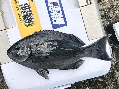 30cm弱の小型だが、苦労して釣ったオナガメジナは格別に嬉しかった