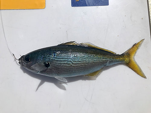 夏を代表するタカベもゲット