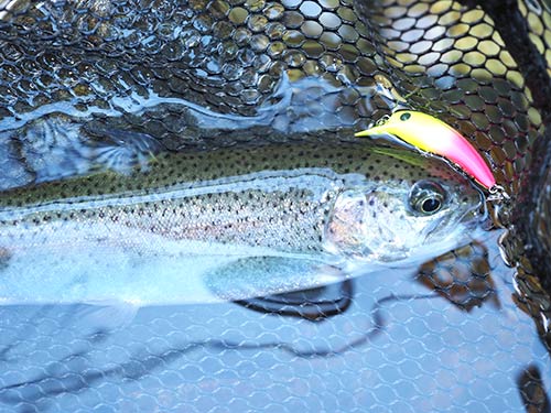 派手系は視認性が高いだけでなく、高活性の魚に対して高いアピール力と集魚能力を発揮。ストリームでは派手系のクランクから!