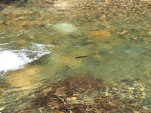 活性の高い魚は白泡の下に隠れていたり、白泡の下流側で流下してくる餌を待っているケースが多い。一度はルアーを横切らせ反応をチェックしたい。まずはクロスで攻めてみよう