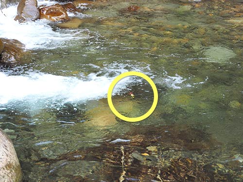 白泡の下をトレモ35MR-Fが通過。視認性の高いルアーだと、このようにルアーの位置が確認できる。これが大きなメリットだ