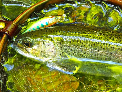 魚体に木々の色を映す本格的渓流エリアのニジマス。心なしかワイルド感も増して見える