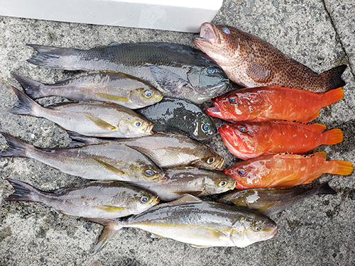 今回の釣果