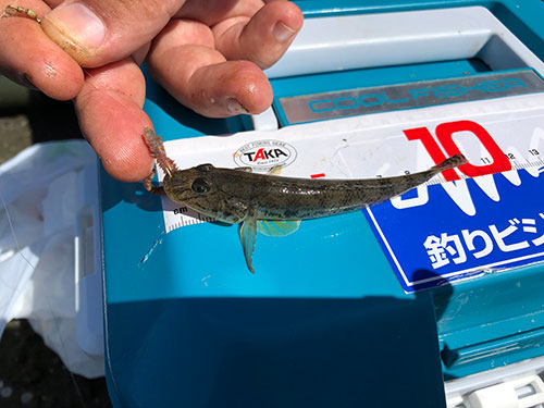 シーズン最盛期を迎えたハゼ釣り 釣りビジョン マガジン 釣りビジョン