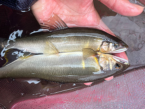 釣れるアユは型が揃っていてどれも良型!