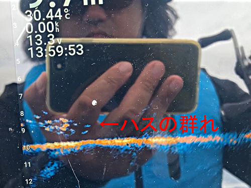 前回の釣行時の魚探映像。ボトム付近に映っているのがハスの群れ。モロコやワカサギなど小さい魚は雲のように映るが、ハスは個体として映る。魚探は、エコマップウルトラ10インチモデル(ガーミン)、振動子はライブスコープだ。