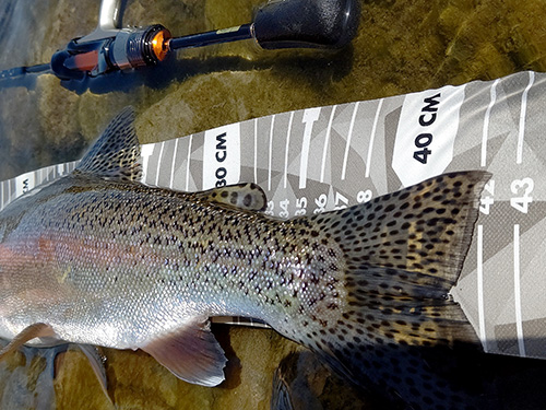 40cmを超えるニジマスの引きは強烈。とにかく慎重にランディングした