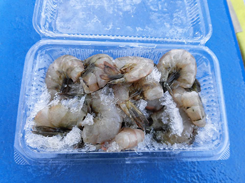 餌の冷凍エビ(1パック500円)