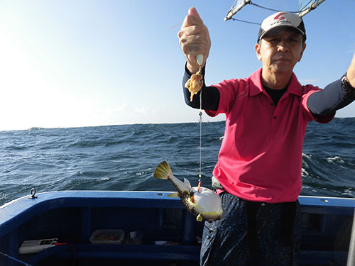 ショウサイフグは沖上がりまでポツポツと釣れた!