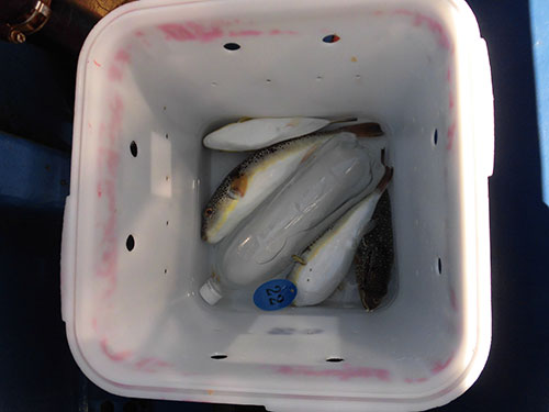 バケツに氷と番号札を入れて帰港