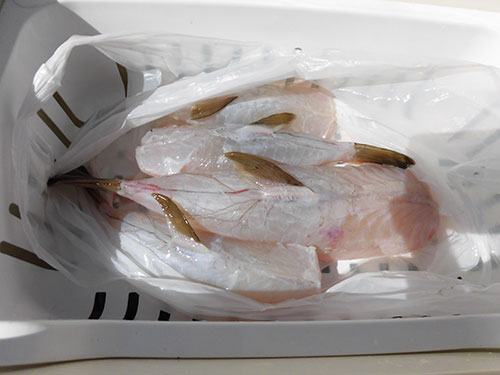 釣れたフグは“身欠き”にしてくれる