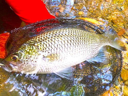 沖縄 やんばるに潜む巨大ミキユー オオグチユゴイ を釣り上げろ 釣りビジョン マガジン 釣りビジョン