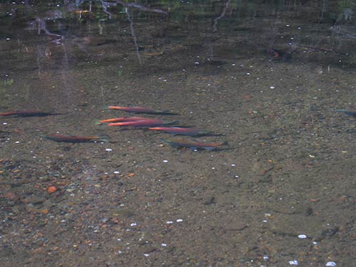 岸沿いのシャローエリアを泳ぐヒメマスの群れ。これが水中の紅葉か。木々の紅葉が進み、ヒメマスの接岸がもっと増える、今頃~11月初旬の屈斜路湖の景色も見てみたい