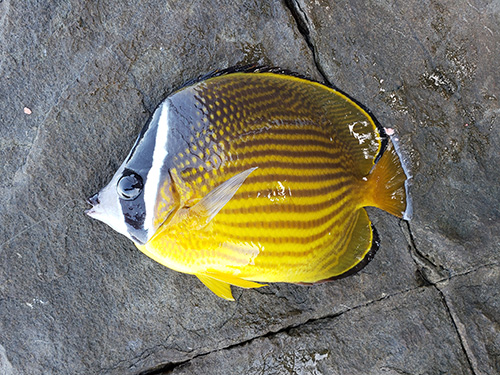 チョウチョウウオ