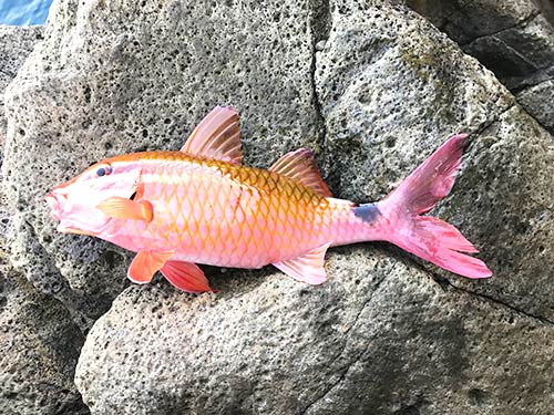 磯際で釣れたオジサン