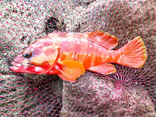 アカハタも雲見では定番の根魚